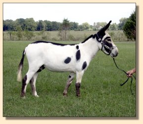 MGF Primero, black and white miniature donkey herd sire