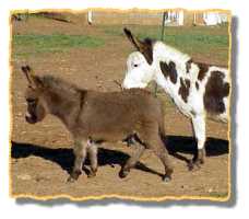 Miniature Donkey Sarge (7176 bytes)