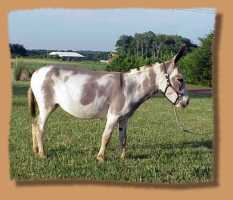 miniature donkey Shania Twain (6868 bytes)