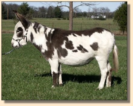 Engman's Shawnee