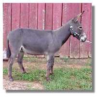 Miniature Donkey Gelding, Strut (6880 bytes)