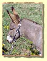 miniature donkey Trudy Fair (5821 bytes)