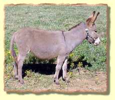miniature donkey Trudy Fair (8140 bytes)