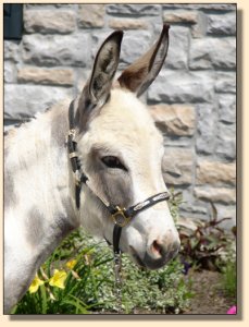 Click photo of miniature donkey to enlarge image