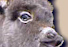Miniature Donkeys For Sale!