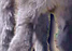 Miniature Donkeys For Sale!