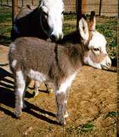 spotted miniature donkey, Windcrest Little Morning Glory (7588 bytes)
