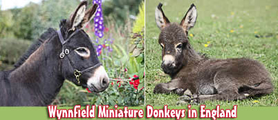 Wynnfield Miniature Donkeys in England
