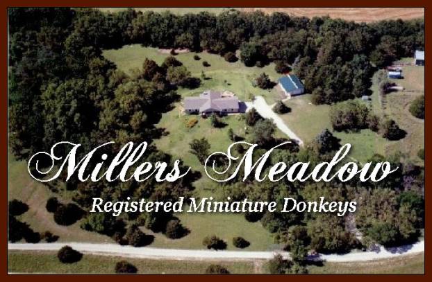 Millers Meadows Miniature Donkeys