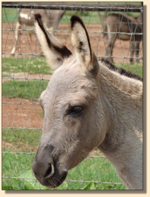 Emerald Ridge Piper one day after giving birth to her 4th foal, Gussy Up!