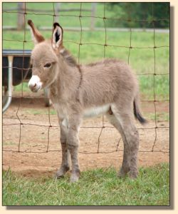 A Walk in the Park, aka Parker, miniature donkey gelding prospect